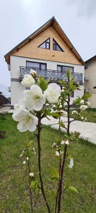 Casuta Noastra - Sulina Hotel Buitenkant foto